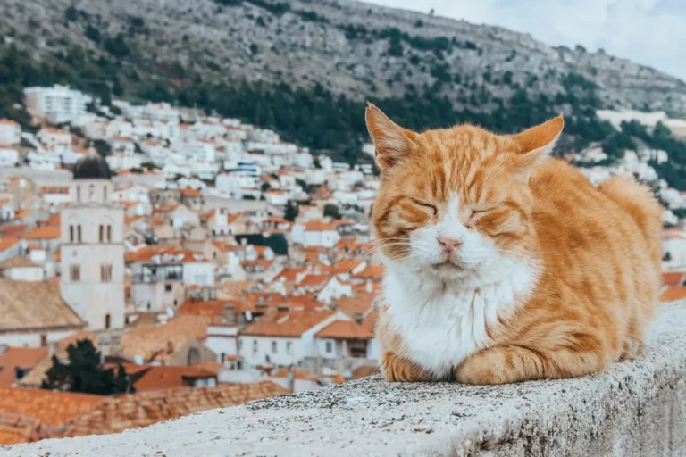 Top 5 Auberges de jeunesse Dubrovnik