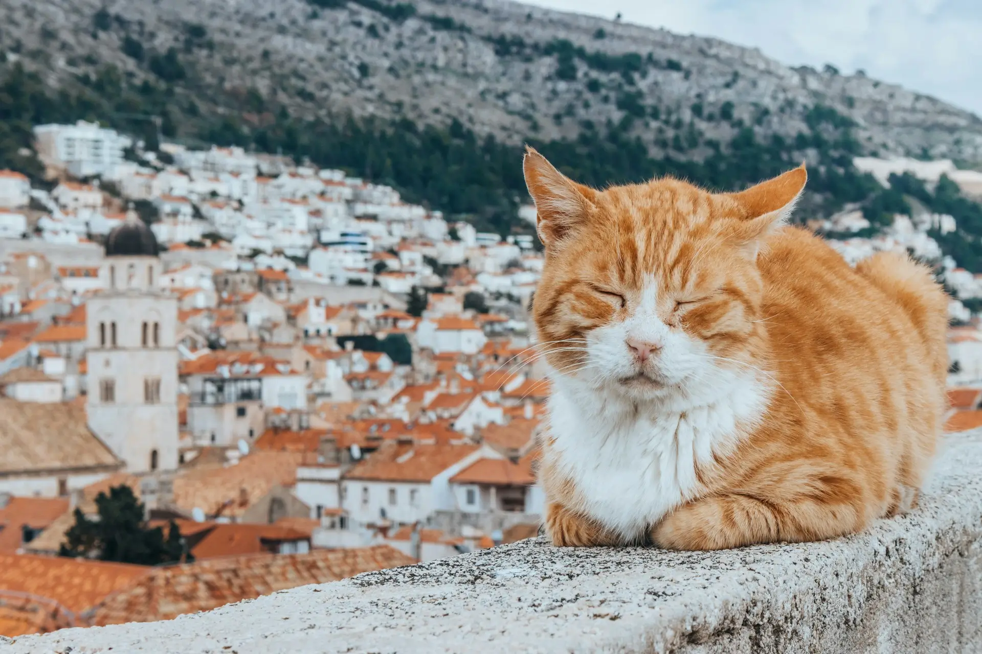 Top 5 Auberges de jeunesse Dubrovnik